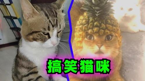 小猫说话的搞笑视频