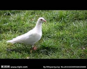 鴿子视频,捕捉生活中的美好瞬间