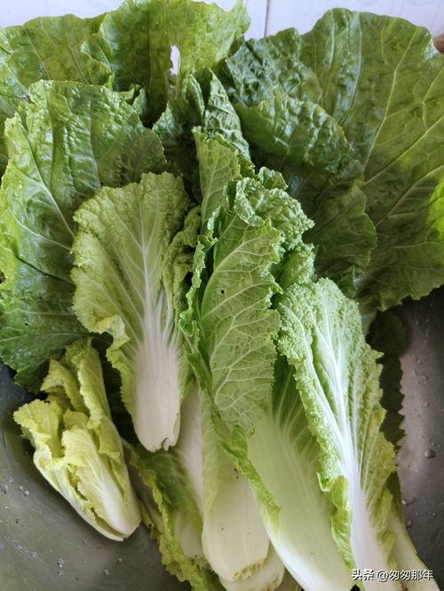 白菜视频,揭秘短视频时代的魅力与挑战