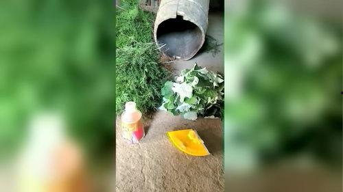 诱蜂教学视频,揭秘蜜蜂引诱技巧与养蜂奥秘