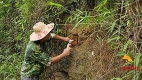 诱蜂教学视频,揭秘蜜蜂引诱技巧与养蜂奥秘