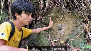 诱蜂教学视频,揭秘蜜蜂引诱技巧与养蜂奥秘