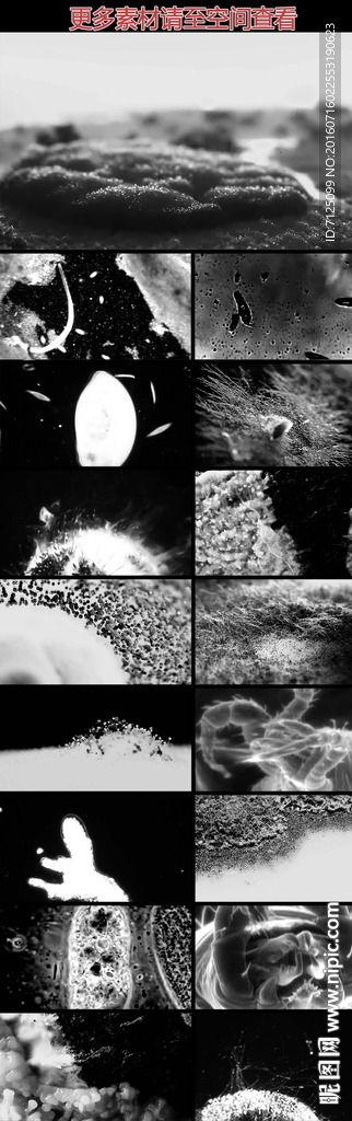 细菌视频素材,细菌视频素材揭示生命奥秘