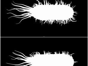 细菌视频素材,细菌视频素材揭示生命奥秘