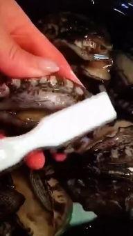 蒜香鱼视频,一招解锁家常蒜香鱼美味秘诀