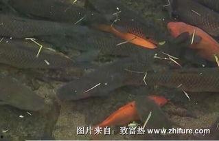 清水鱼养殖视频,从视频看高效养殖秘诀