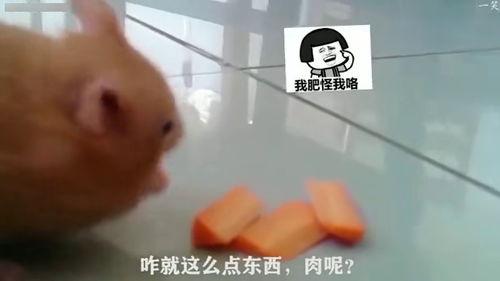 减肥搞笑视频,减肥搞笑视频大盘点